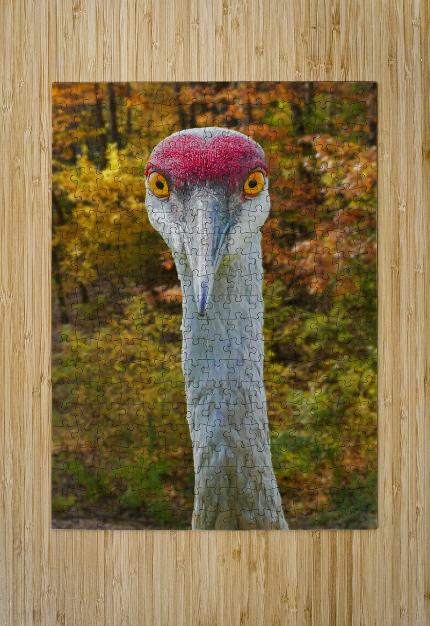 Sandhill crane Jim Radford Puzzle printing