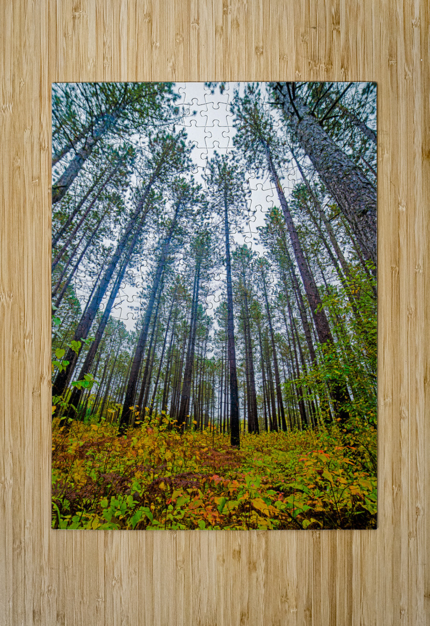 Sky high pines Jim Radford Puzzle printing