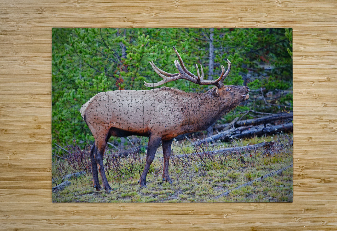 Alert call — bull elk Jim Radford Puzzle printing