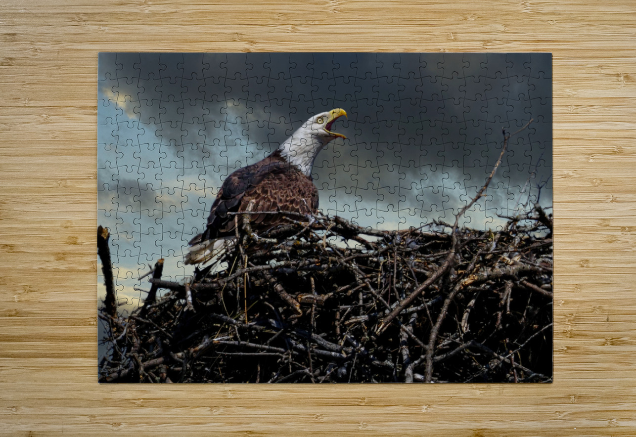 Eagle on nest Jim Radford Puzzle printing