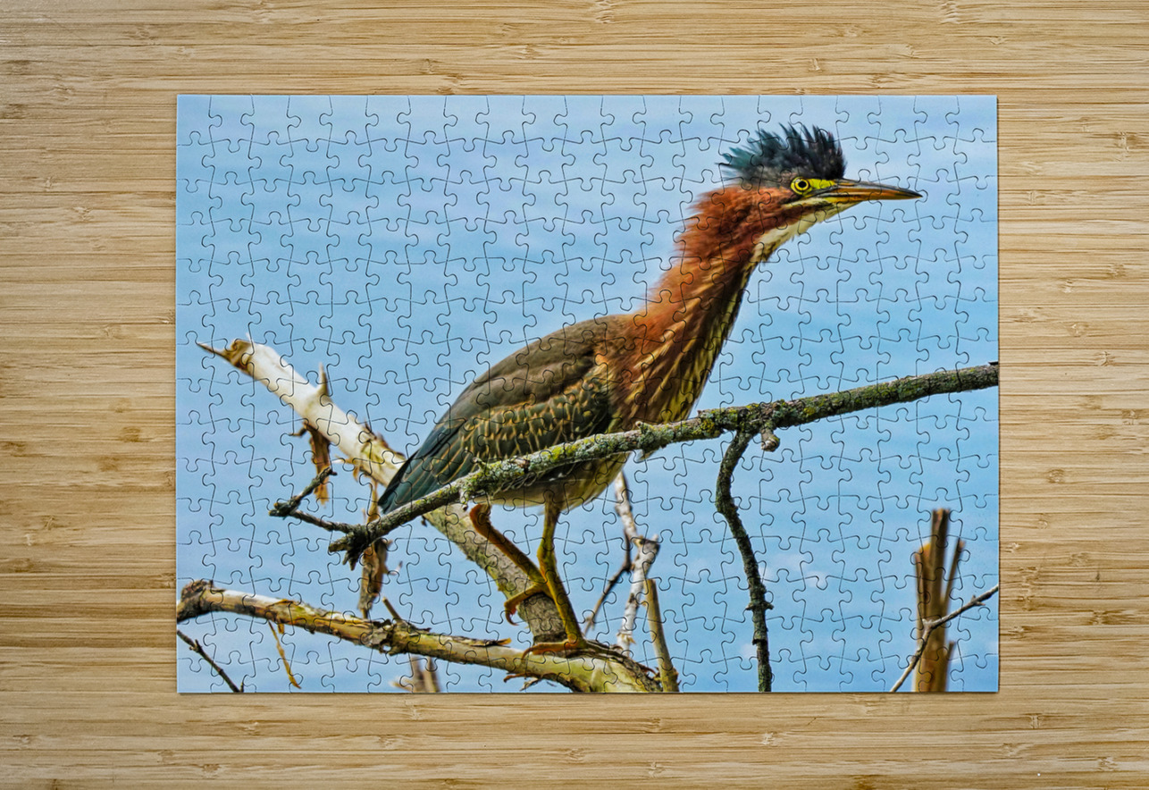 Green heron bristling Jim Radford Puzzle printing