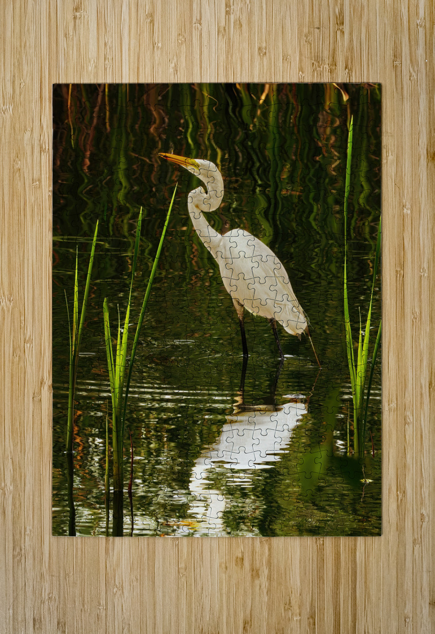 Feeding egret Jim Radford Puzzle printing