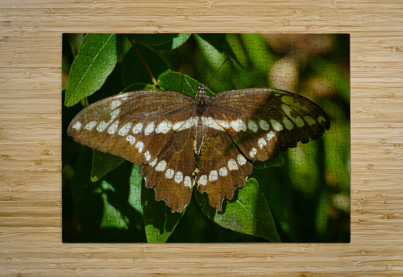 Giant Swallowtail Jim Radford Puzzle printing