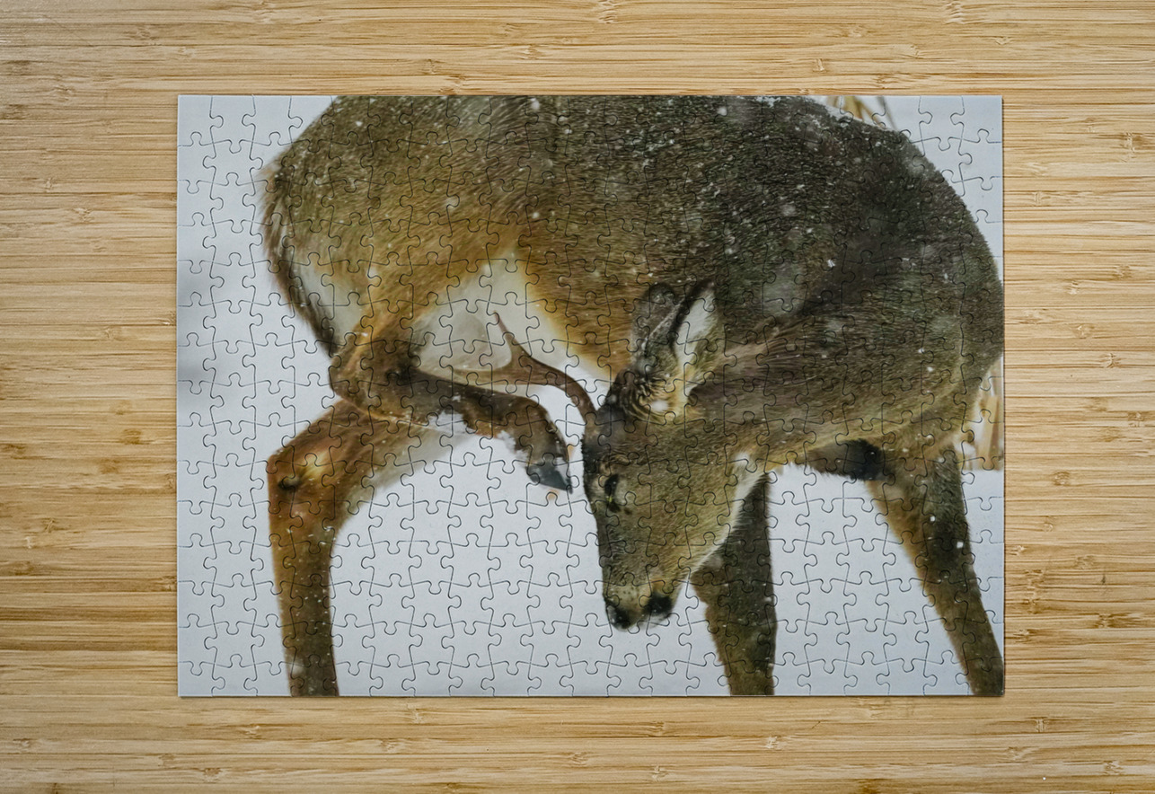 White tail scratching Jim Radford Puzzle printing