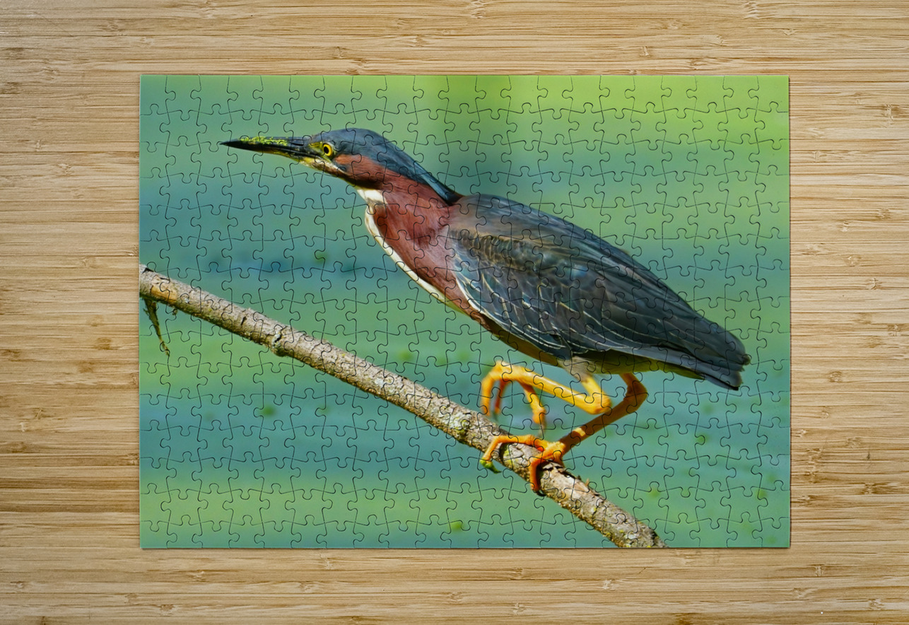 Green Heron hunting Jim Radford Puzzle printing