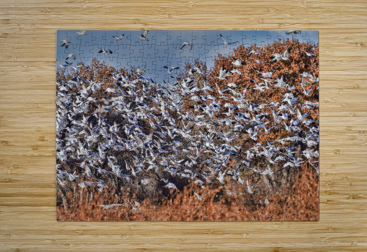 Liftoff of snowbirds Jim Radford Puzzle printing