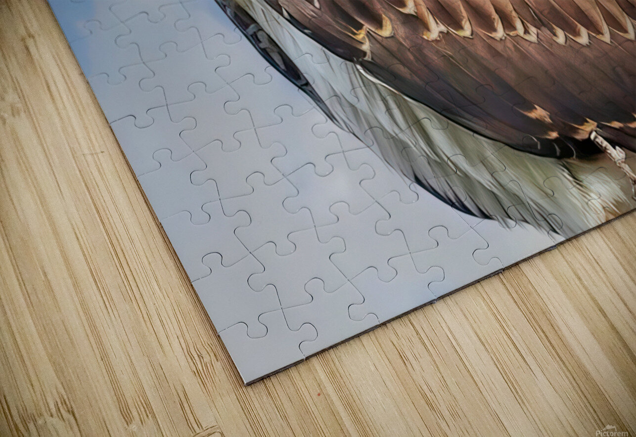 Osprey on watch Jim Radford Puzzle