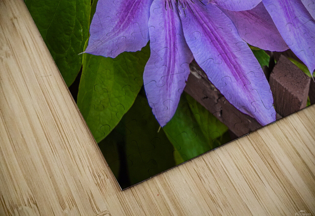 Clematis Flower Jim Radford Puzzle