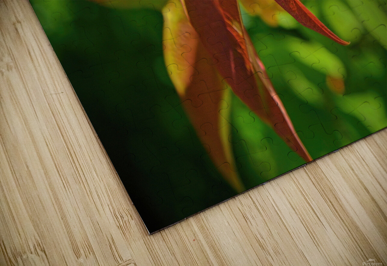 Viburnum sargentii Koehne Jim Radford Puzzle