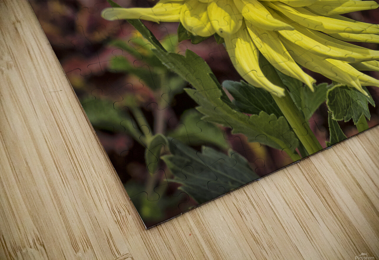 Yellow Dahlia Jim Radford Puzzle