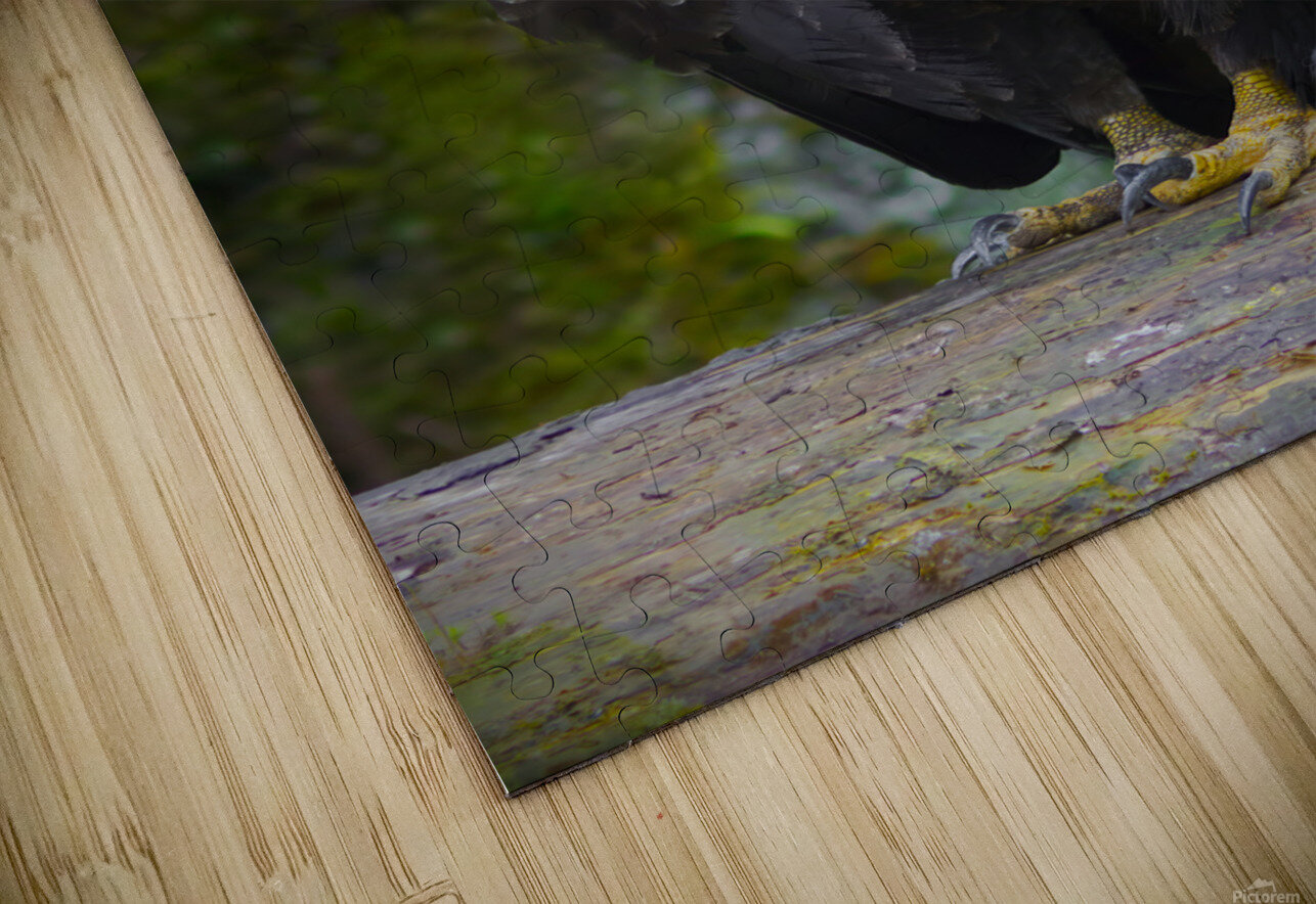 Bald eagle  Jim Radford Puzzle