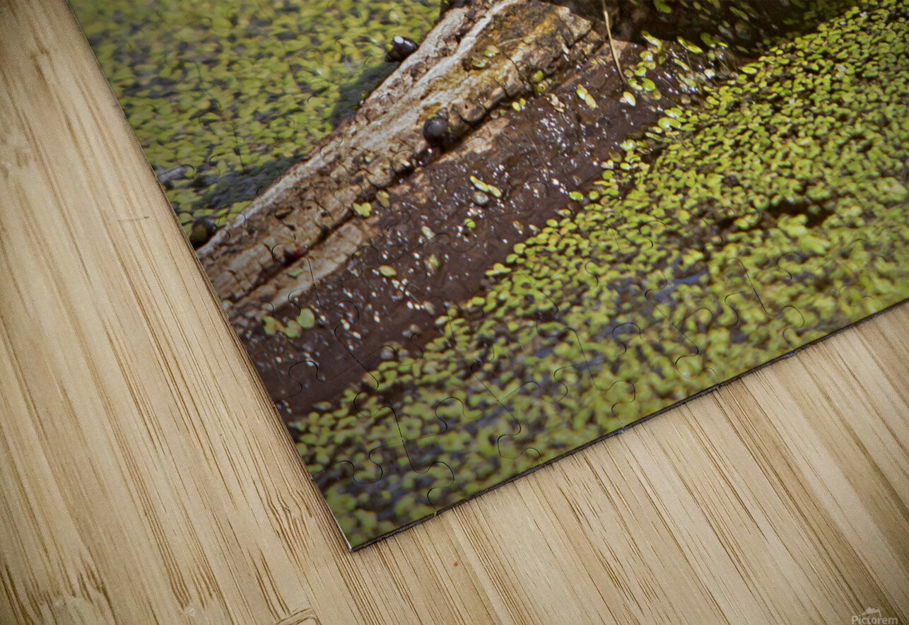  PaintedTurtle Jim Radford Puzzle