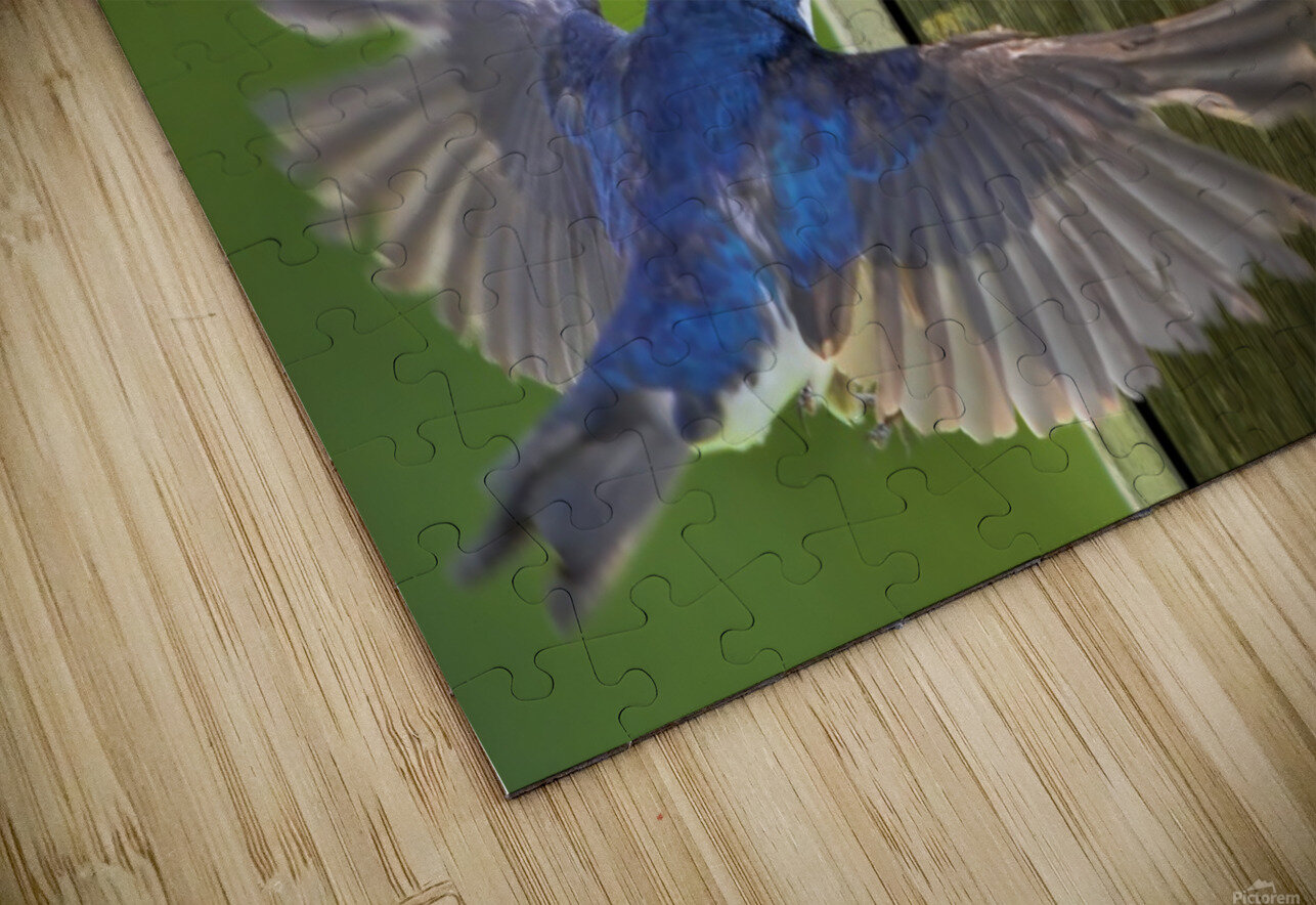 Tree swallows feeding Jim Radford Puzzle
