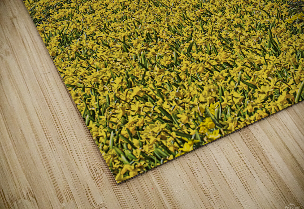 Flourishing fields of flowers Holland Jim Radford Puzzle