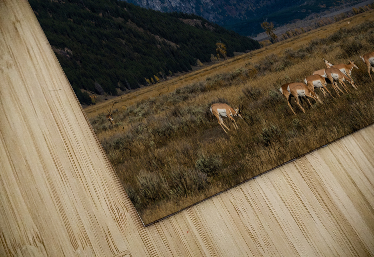 Pronghorns at home Jim Radford Puzzle
