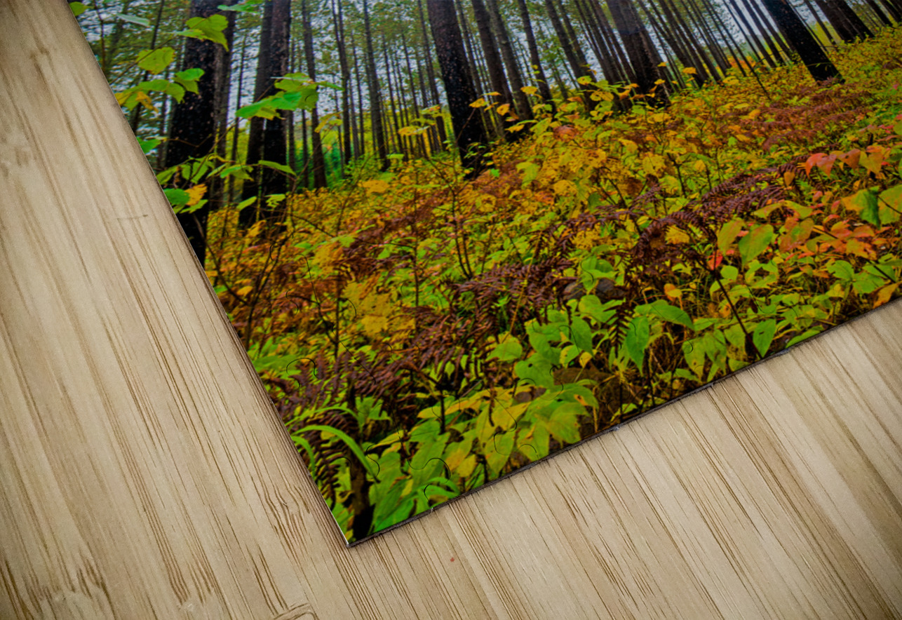 Sky high pines Jim Radford Puzzle