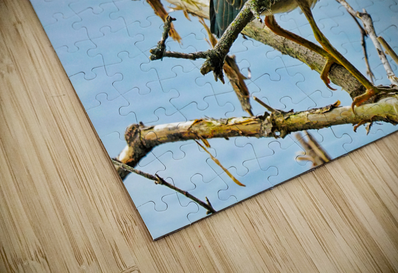 Green heron bristling Jim Radford Puzzle