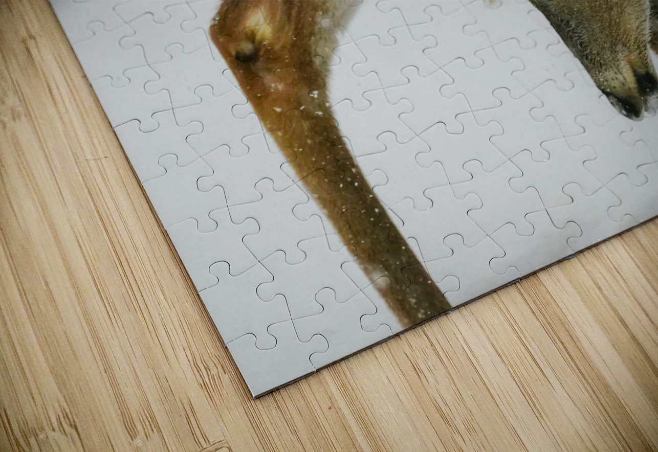 White tail scratching Jim Radford Puzzle