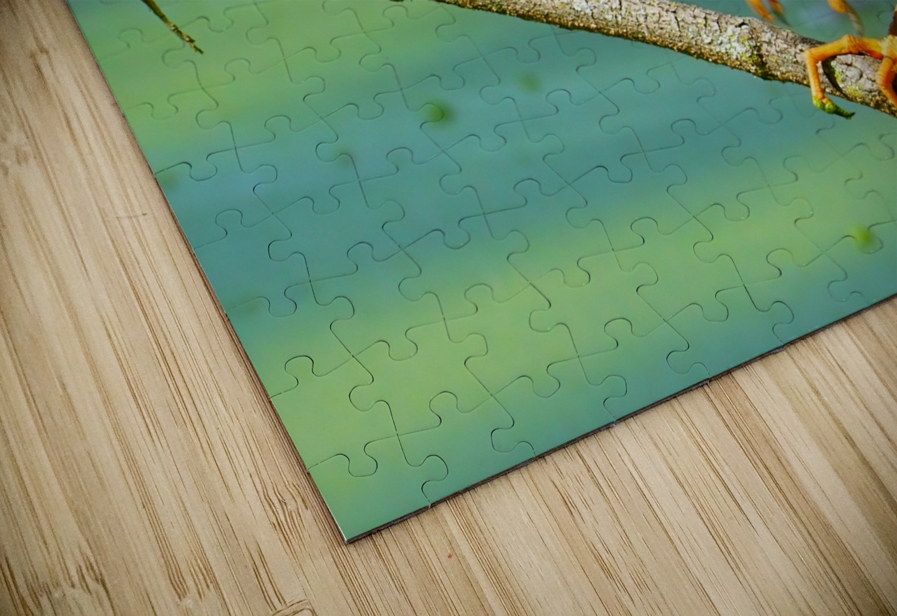 Green Heron hunting Jim Radford Puzzle