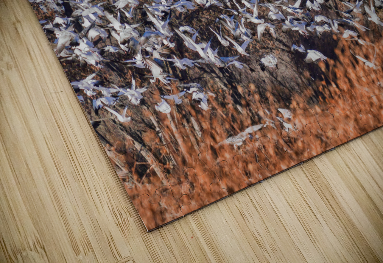 Liftoff of snowbirds Jim Radford Puzzle