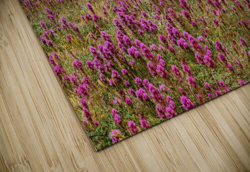 Clover Fields in Sedona Jim Radford puzzle