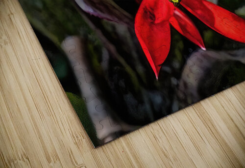 Euphorbia on Display Jim Radford puzzle