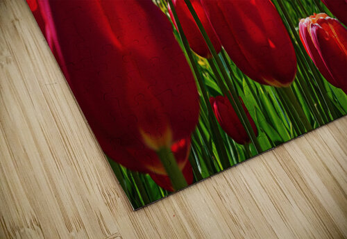 Red tulip parade  Jim Radford puzzle