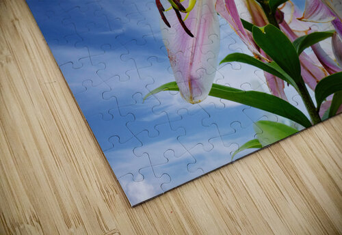 Lucious Lily Jim Radford puzzle