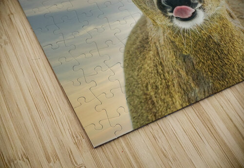 Feed me   Jim Radford puzzle