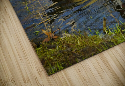 Wood Duck in Minnesota Jim Radford puzzle