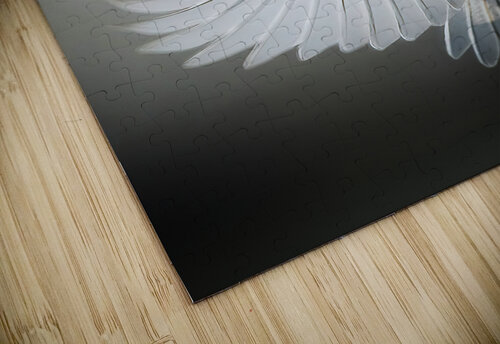 Small bird - big wings Jim Radford puzzle