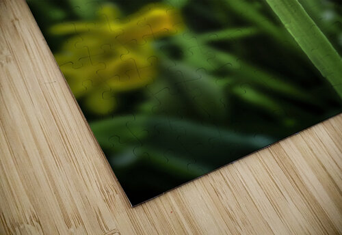 Keukenhof rose Jim Radford puzzle