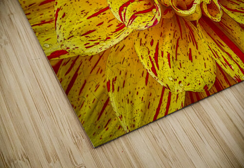 Multicolored Dahlia Jim Radford puzzle