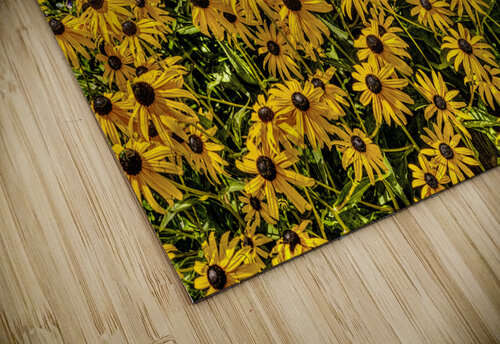 Black-eyed Susans Jim Radford puzzle