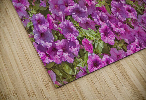 Pansy Garden Jim Radford puzzle