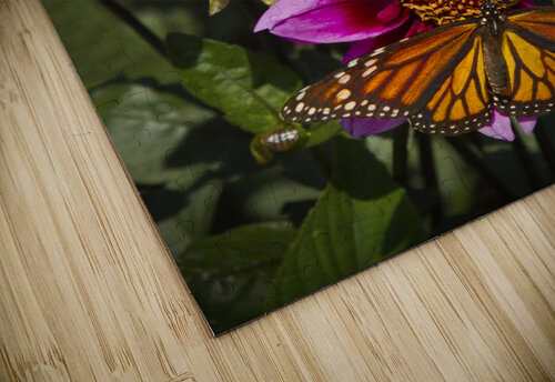 Dahlia flower and monarch Jim Radford puzzle