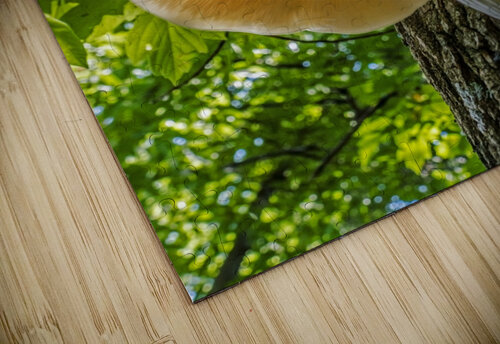  Elm Cap Mushroom Jim Radford puzzle