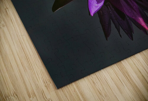 Purple pond Lilly Jim Radford puzzle