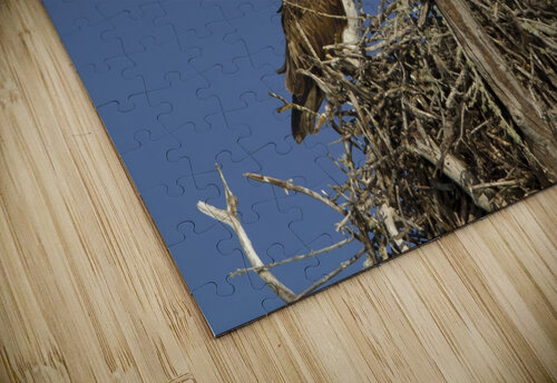 Nesting osprey Jim Radford puzzle