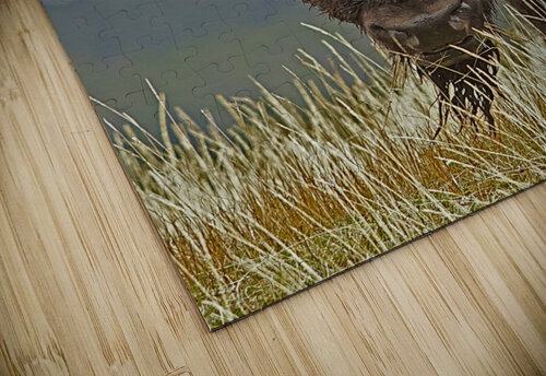 Bull bison Jim Radford puzzle