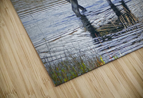 Bull moose in Wyoming Jim Radford puzzle