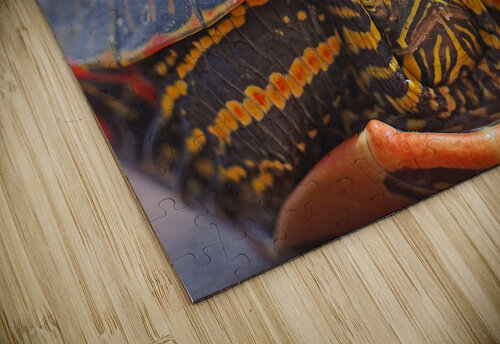 PaintedTurtle Jim Radford puzzle