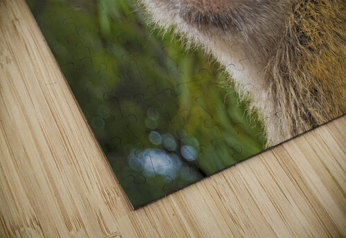 Barbary Macaques Monkey Jim Radford puzzle