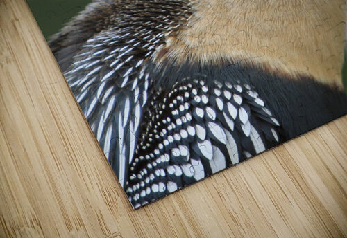 Juvenile Anhinga Jim Radford puzzle