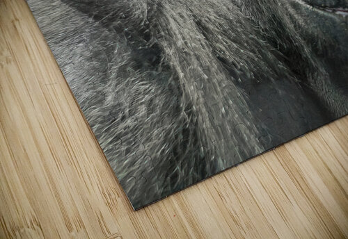 Gorilla Jim Radford puzzle