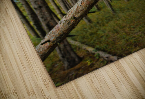 Stand of Pines Jim Radford puzzle