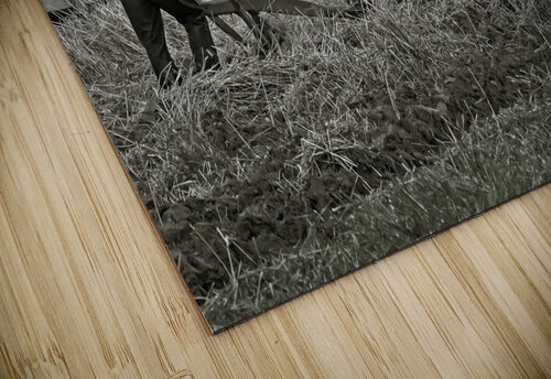 Farming with Oxen  Jim Radford puzzle