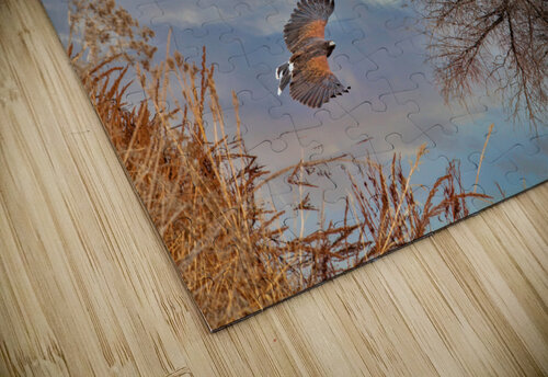  Klamath Refuge Hawk Jim Radford puzzle