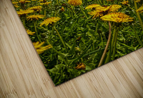 A crowd of dandelion Jim Radford puzzle