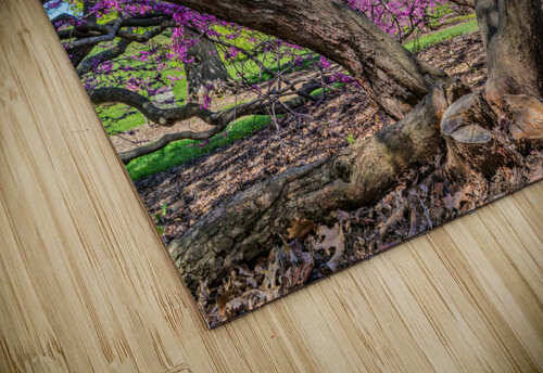 Eastern Redbud Jim Radford puzzle